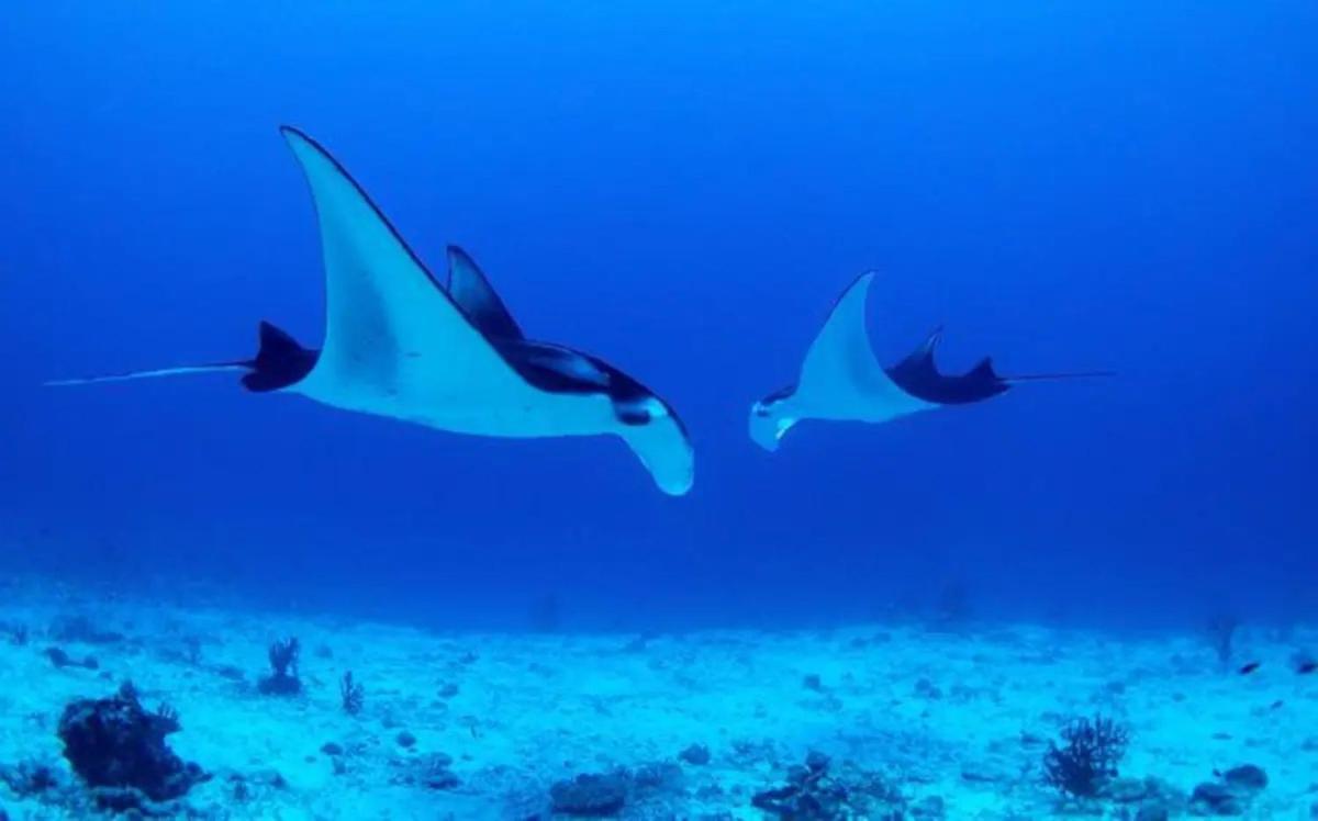 White Sandy Beach-Best Manta Snorkeling Tethi Esterno foto