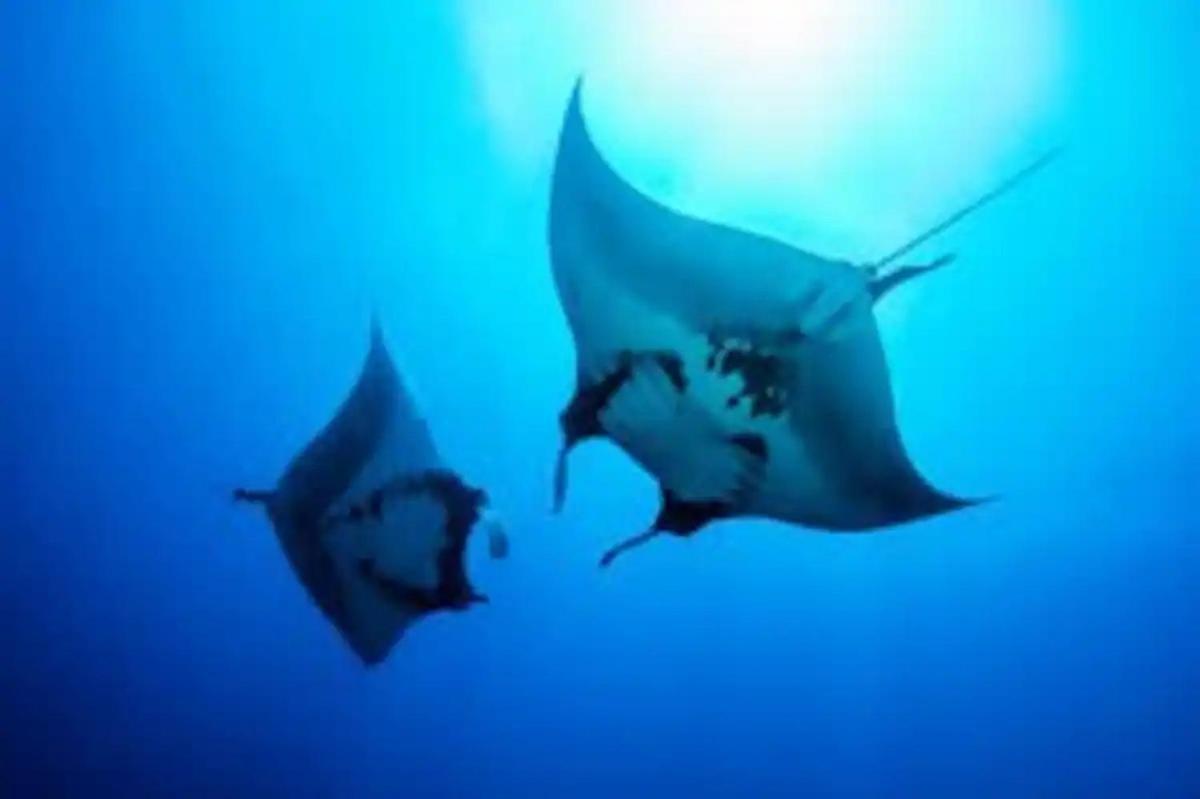 White Sandy Beach-Best Manta Snorkeling Tethi Esterno foto